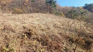 이순기님의 두릅 · 영농일지 작성글 사진