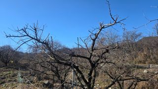 정성영님의 기타작물 · 영농일지 작성글 사진