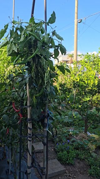 보문거사님의 고추 · 영농일지 작성글 사진