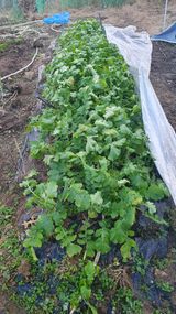 팜모닝 기타작물·영농일지 게시글 이미지