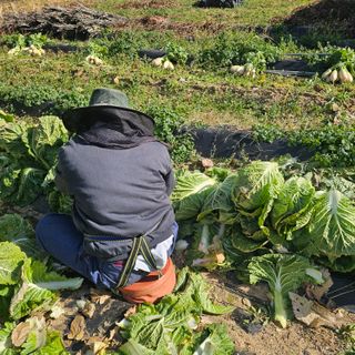 최군환님의 배추 · 영농일지 작성글 사진