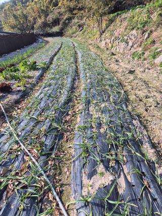 시골농부뜨돌이님의 마늘 · 영농일지 작성글 사진