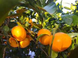 새달귤농장님의 귤 · 영농일지 작성글 사진