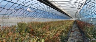 고추22286님의 기타작물 · 영농일지 작성글 사진