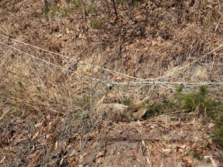 김철우님의 기타작물 · 영농일지 작성글 사진