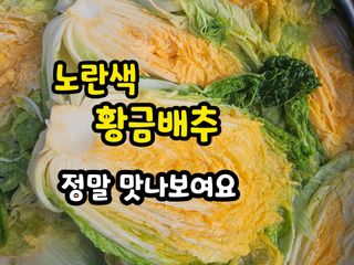 김황기님의 배추 · 영농일지 작성글 사진