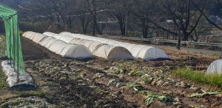 정천복님의 기타작물 · 영농일지 작성글 사진