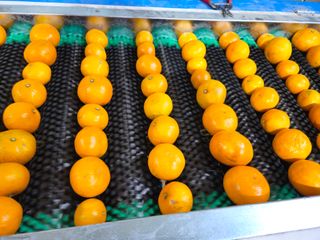 새달귤농장님의 귤 · 영농일지 작성글 사진