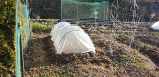 정천복님의 기타작물 · 영농일지 작성글 사진