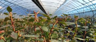 고추22286님의 기타작물 · 영농일지 작성글 사진