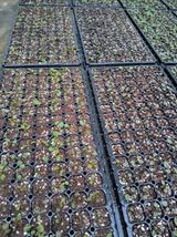 팜모닝 기타작물·영농일지 게시글 이미지