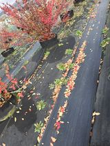 팜모닝 기타작물·영농일지 게시글 이미지