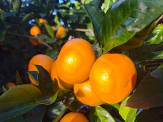 새달귤농장님의 귤 · 영농일지 작성글 사진