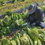 팜모닝 배추·영농일지 게시글 이미지