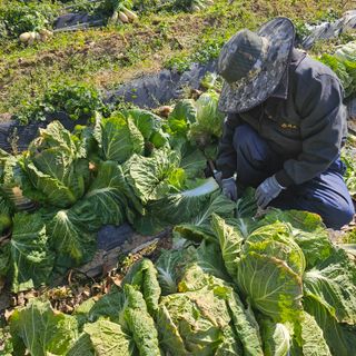최군환님의 배추 · 영농일지 작성글 사진