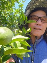 팜모닝 귤·영농일지 게시글 이미지