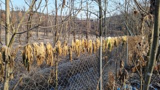 김지철님의 기타작물 · 영농일지 작성글 사진