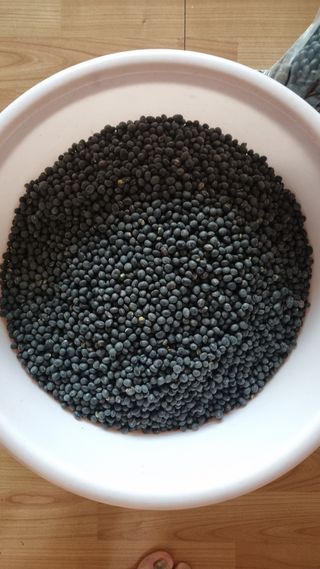 김지철님의 기타작물 · 영농일지 작성글 사진