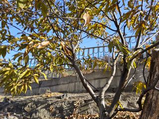 김용대님의 기타작물 · 영농일지 작성글 사진