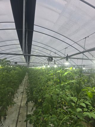 김호진님의 토마토 · 영농일지 작성글 사진