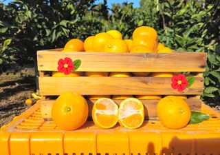 새달귤농장님의 귤 · 영농일지 작성글 사진