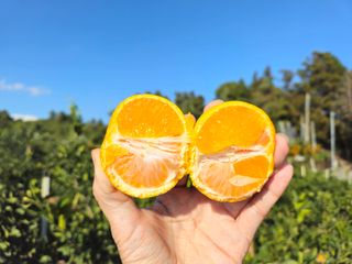 새달귤농장님의 귤 · 영농일지 작성글 사진