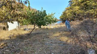 초보 구찌뽕님의 기타작물 · 영농일지 작성글 사진