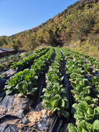 시골농부뜨돌이님의 마늘 · 영농일지 작성글 사진