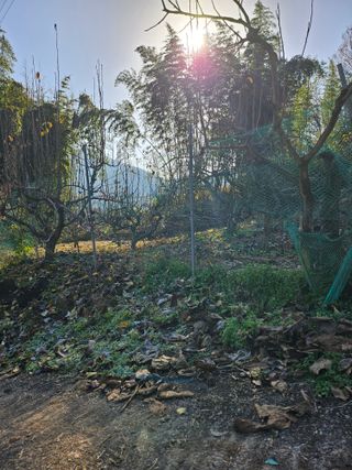 일향 님의 배 · 영농일지 작성글 사진