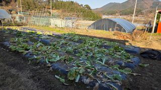 가야산아래촌농님의 기타작물 · 영농일지 작성글 사진