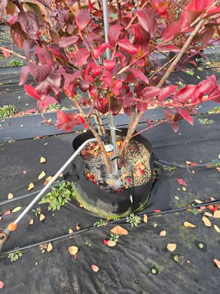 김유숙님의 기타작물 · 영농일지 작성글 사진