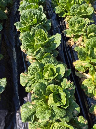 시골농부뜨돌이님의 마늘 · 영농일지 작성글 사진