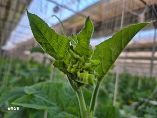 늘햇살팜 님의 기타작물 · 영농일지 작성글 사진
