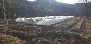 정천복님의 기타작물 · 영농일지 작성글 사진