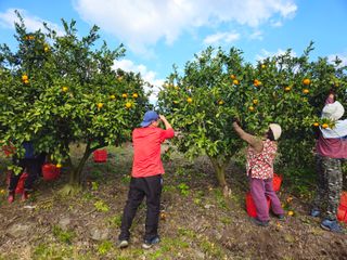 새달귤농장님의 귤 · 영농일지 작성글 사진