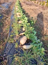 팜모닝 기타작물·영농일지 게시글 이미지