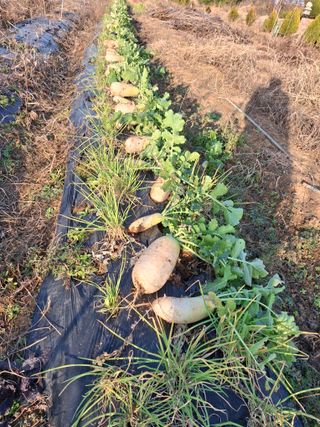 체리123님의 기타작물 · 영농일지 작성글 사진