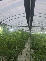 팜모닝 토마토·영농일지 게시글 이미지