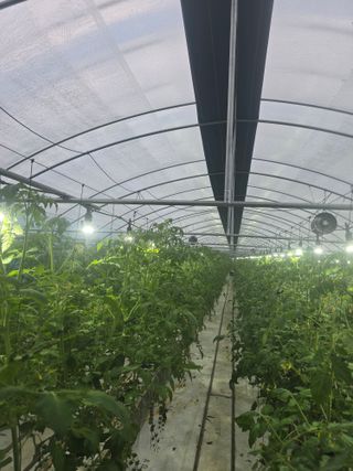 김호진님의 토마토 · 영농일지 작성글 사진