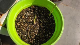 허인녕님의 기타작물 · 영농일지 작성글 사진