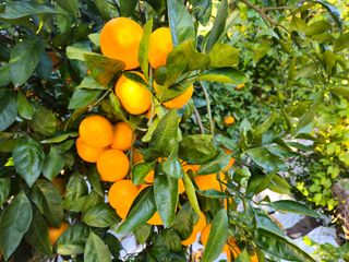 새달귤농장님의 귤 · 영농일지 작성글 사진