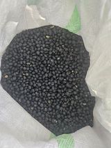 팜모닝 콩·영농일지 게시글 이미지