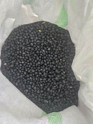 쌍학리 농민님의 콩 · 영농일지 작성글 사진