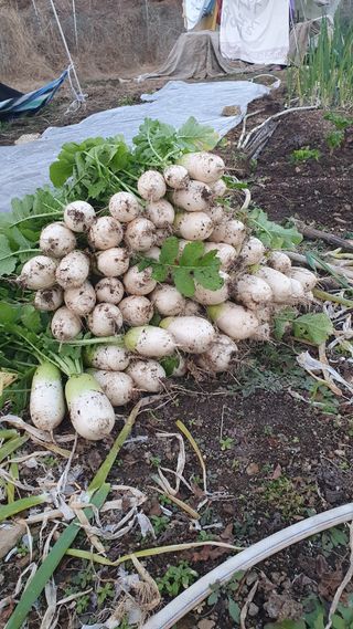 서동욱님의 기타작물 · 영농일지 작성글 사진