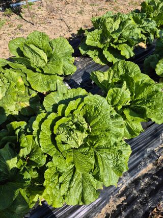 시골농부뜨돌이님의 마늘 · 영농일지 작성글 사진