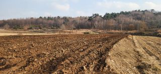 조성현님의 감자 · 영농일지 작성글 사진