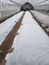 팜모닝 양파·영농일지 게시글 이미지