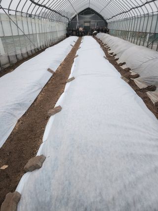 이창우님의 양파 · 영농일지 작성글 사진