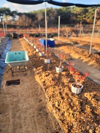 박치문님의 블루베리 · 영농일지 작성글 사진