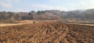 조성현님의 감자 · 영농일지 작성글 사진